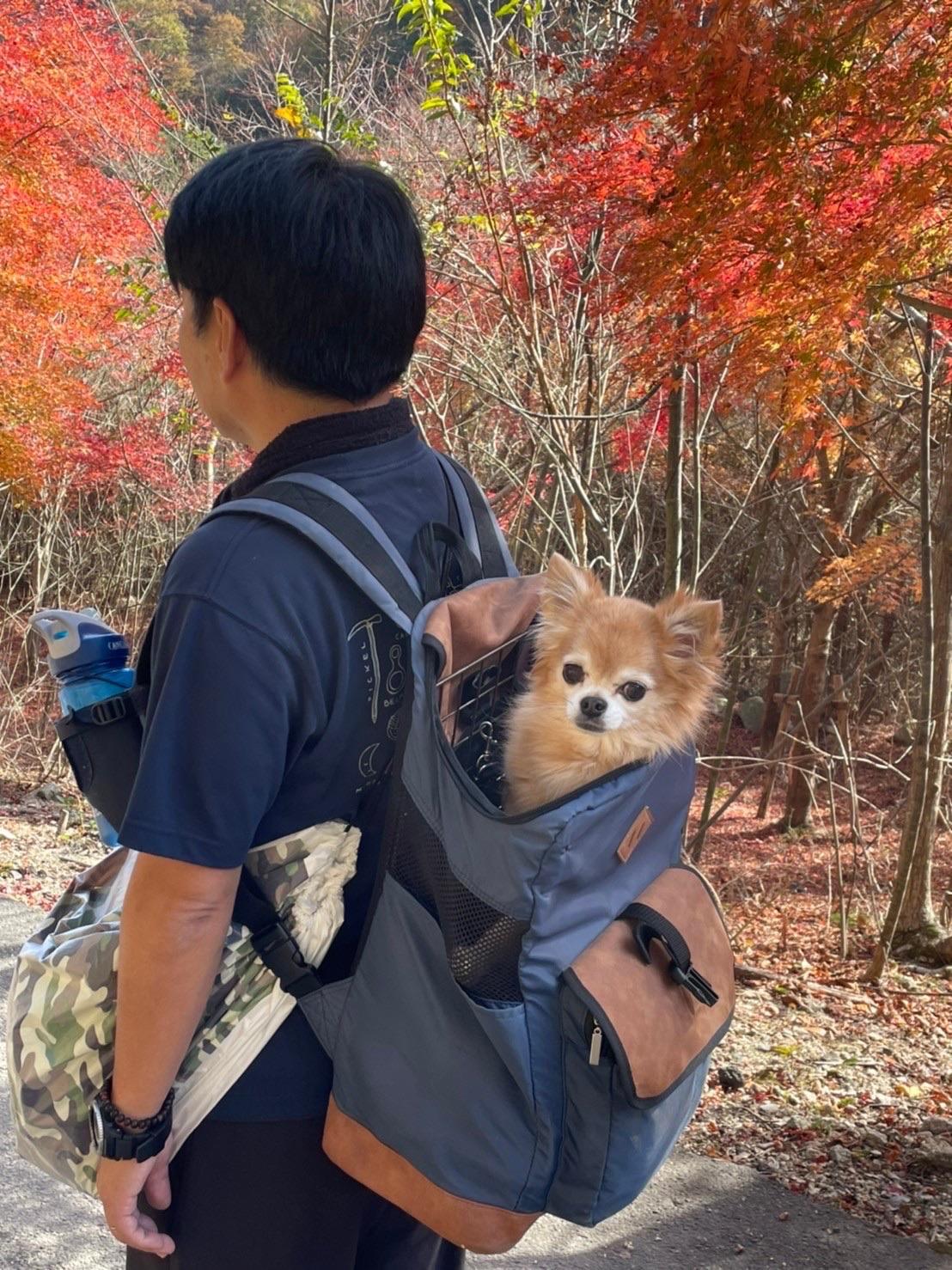 釈迦ヶ岳 帰りはまめたくんはザックにすっぽり