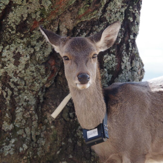 若草山・芳山・高円山 こんにちは、くびからぶら下げてるのは何ですか？
調査のための発信器かな？