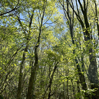 荒島岳 ブナの新芽が本当に綺麗‼️
