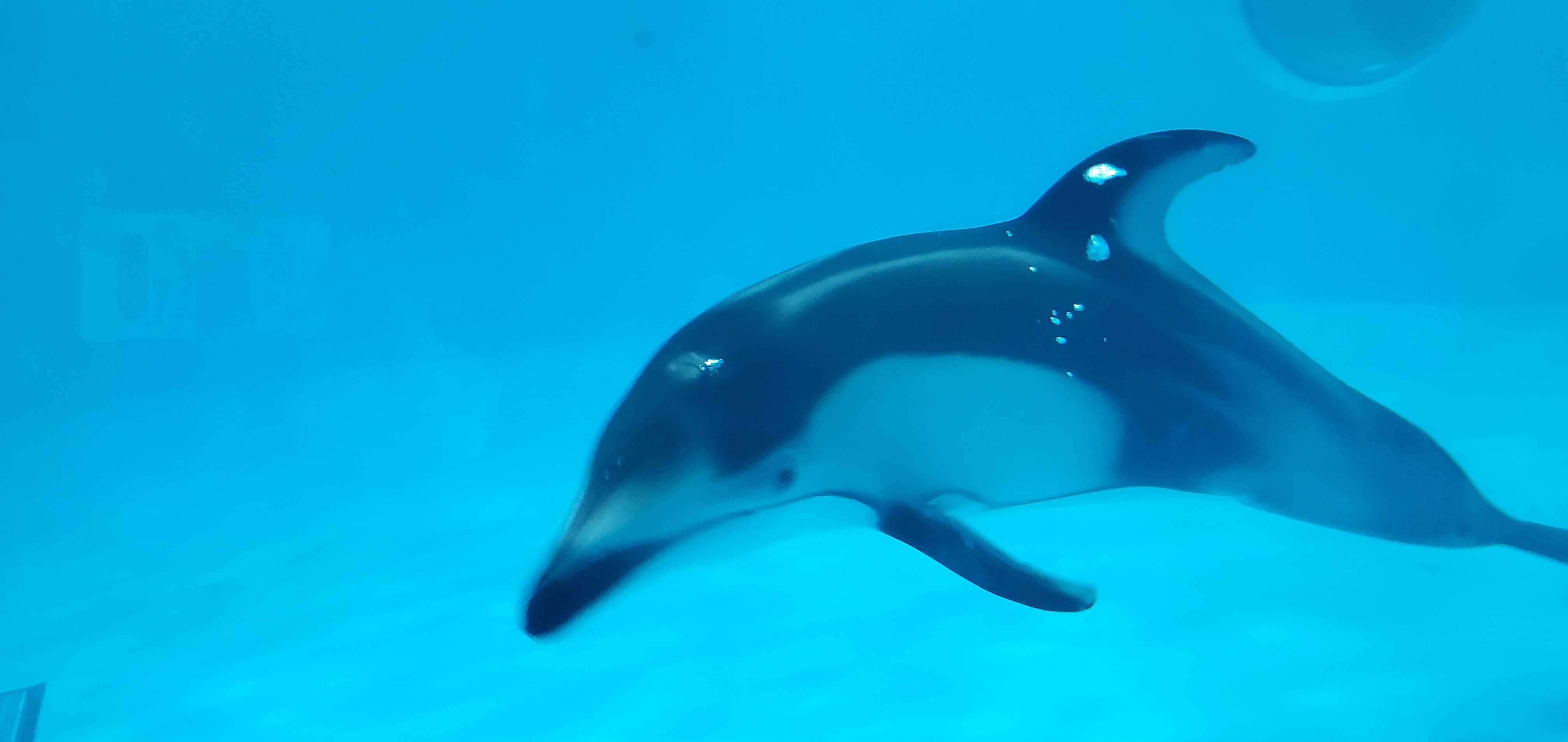 浅虫水族館 癒されに 08 パクママさんの観光の活動日記 Yamap ヤマップ