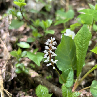荒島岳 ユキザサ
