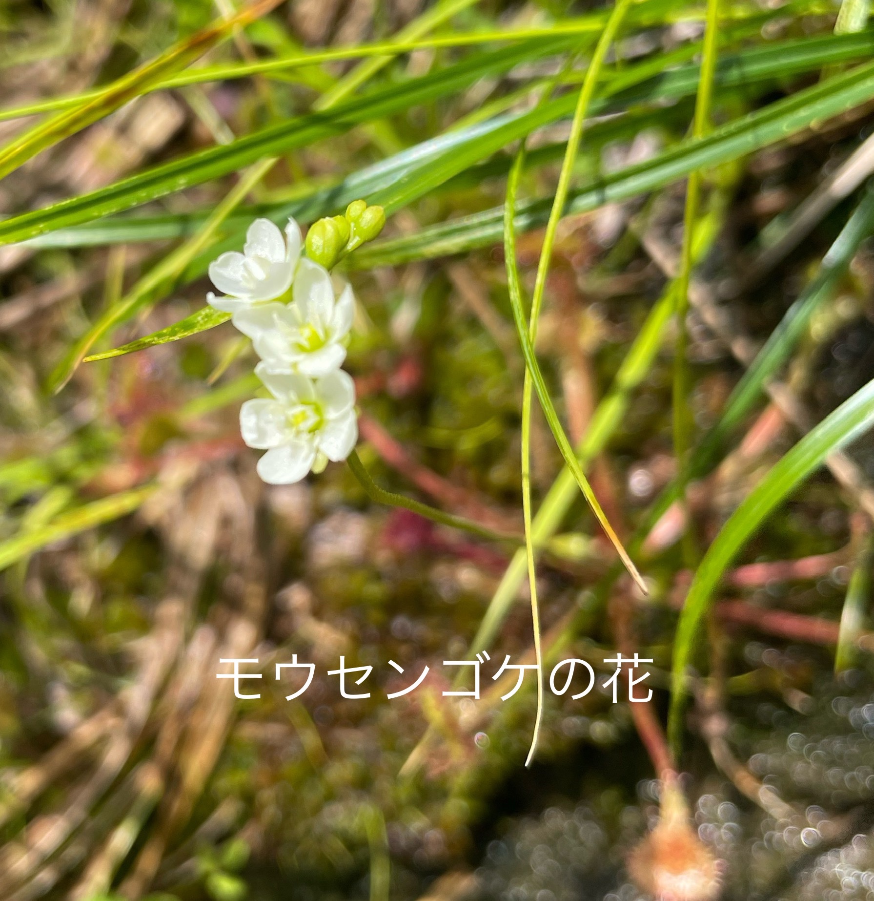 大日平はモウセンゴケの花満開 びっちさんの立山 雄山 浄土山の活動データ Yamap ヤマップ