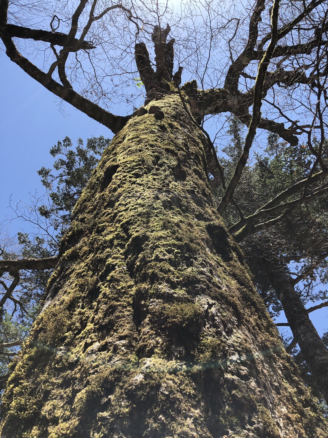 山犬段 板取山 19 05 02 Sho 1さんの板取山 沢口山の活動日記 Yamap ヤマップ