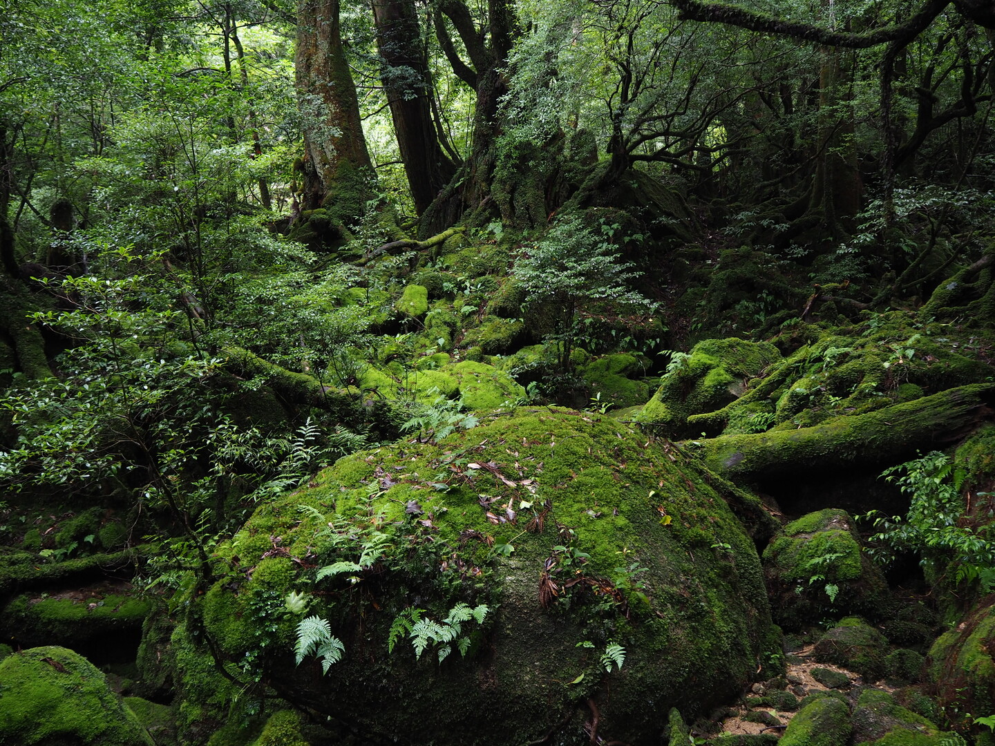 屋久島 白谷雲水峡 えちこまさんの屋久島 宮之浦岳の活動日記 Yamap ヤマップ