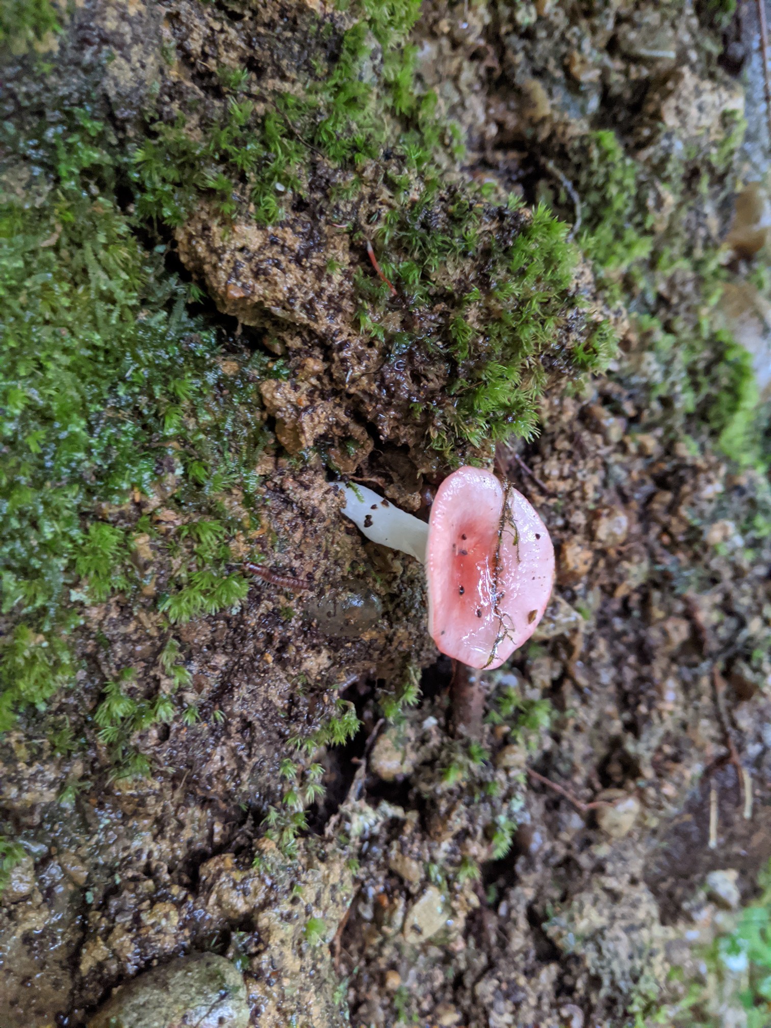 エコパの森でキノコハント チュンタさんの遠州三山の活動日記 Yamap ヤマップ