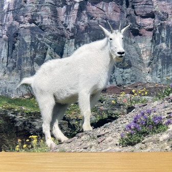 hide & Mountain Goat ⛰️