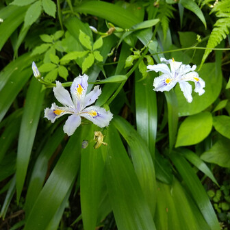 高尾山・陣馬山・景信山 シャガ