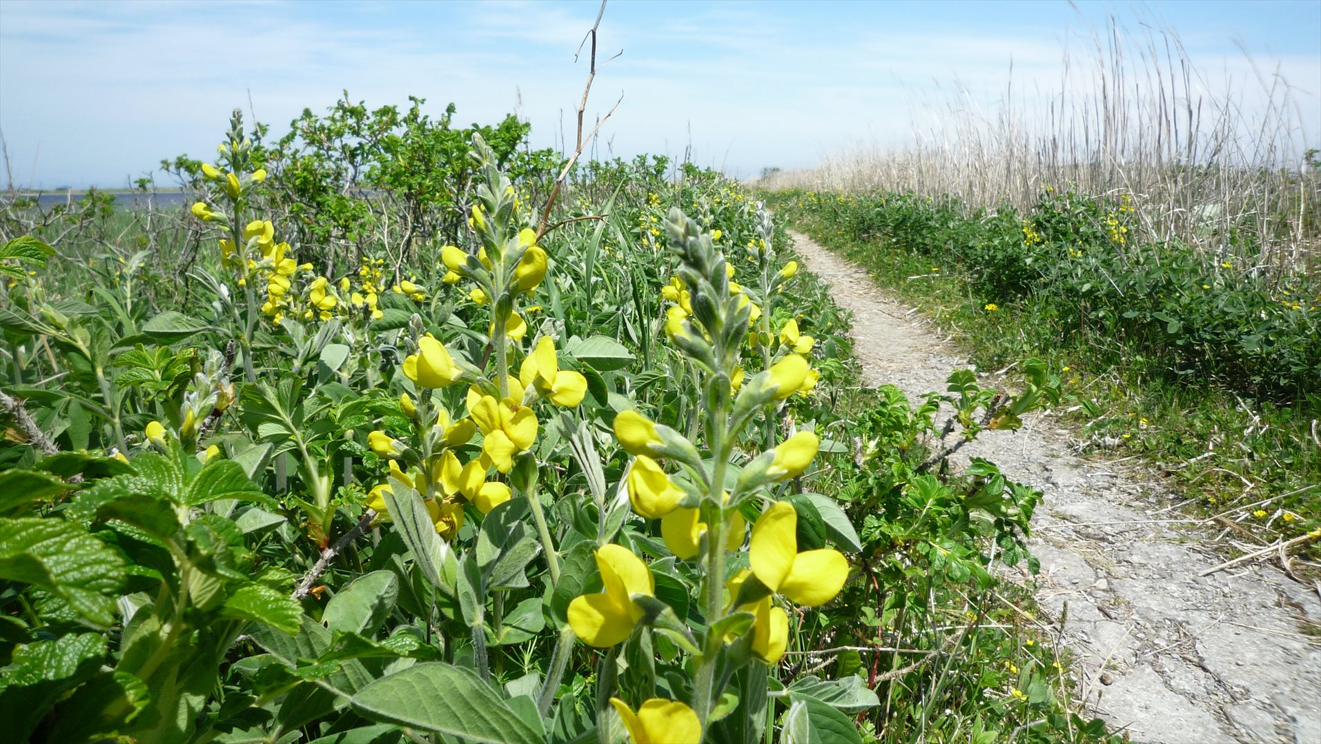 センダイハギを見に野付半島へ Akadake5さんの武佐岳の活動データ Yamap ヤマップ