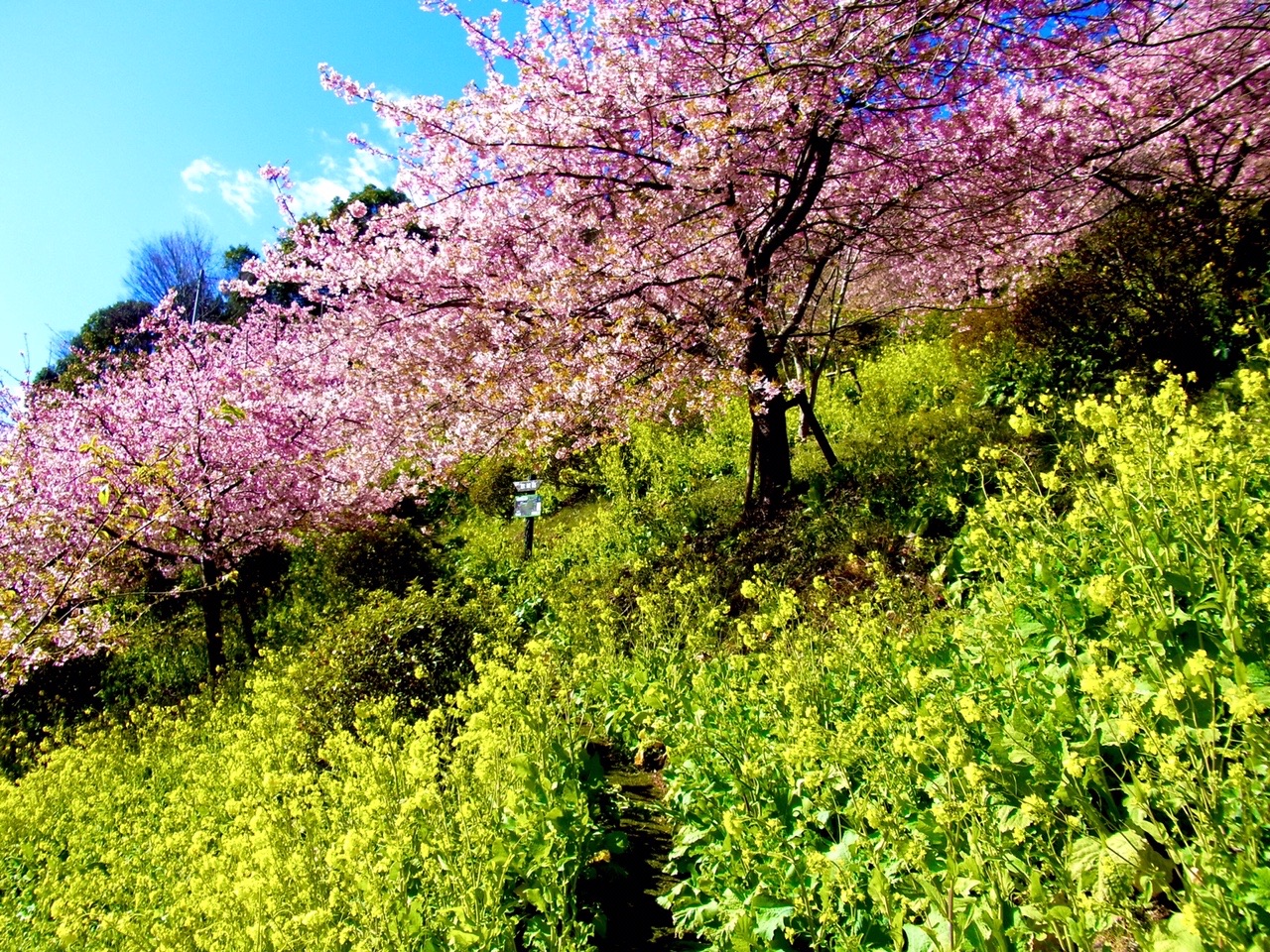 松田山 河津桜と菜の花を見に散歩 21 02 18 たか坊さんのウォーキングの活動データ Yamap ヤマップ