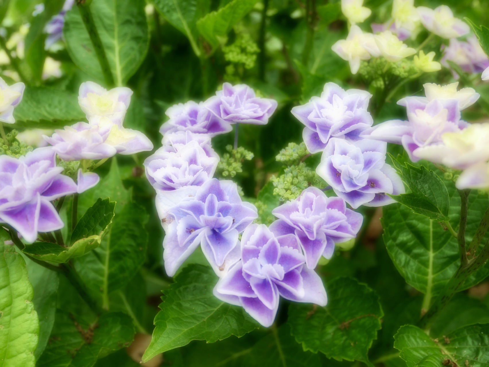 青空の欠片 紫陽花ブルー を求めて二本松寺散策 三人息子のママさんの潮来市の活動日記 Yamap ヤマップ