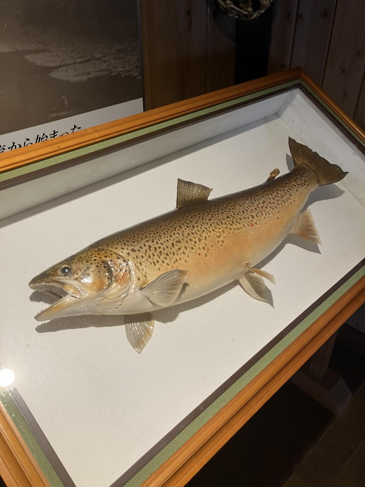 レイクトラウトの剥製 レイクトラウトの剥製 【公式通販】