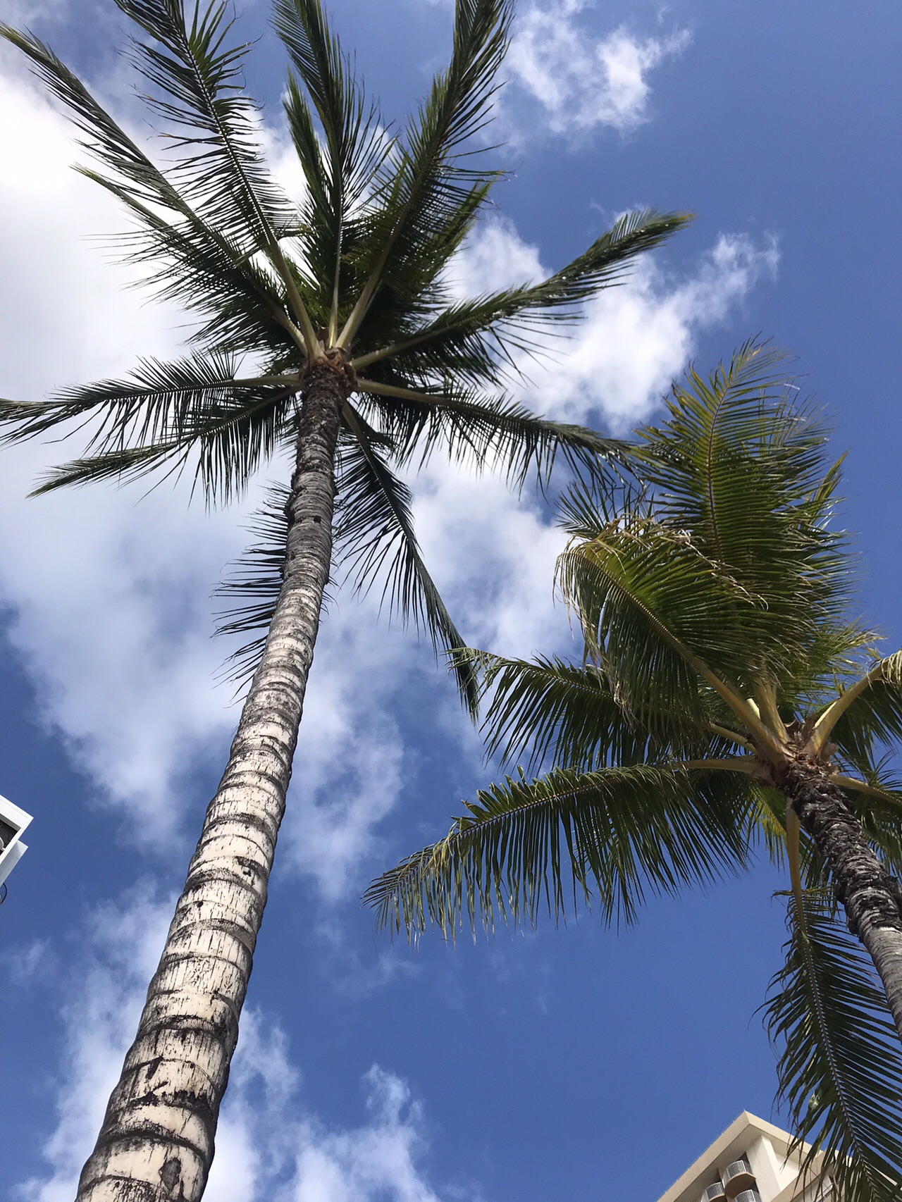 ハワイオアフ島ダイアモンドヘッド他19 04 10 14 みるきぃさんのホノルル ハワイオアフ島 の活動日記 Yamap ヤマップ