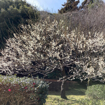 小牧山 白梅