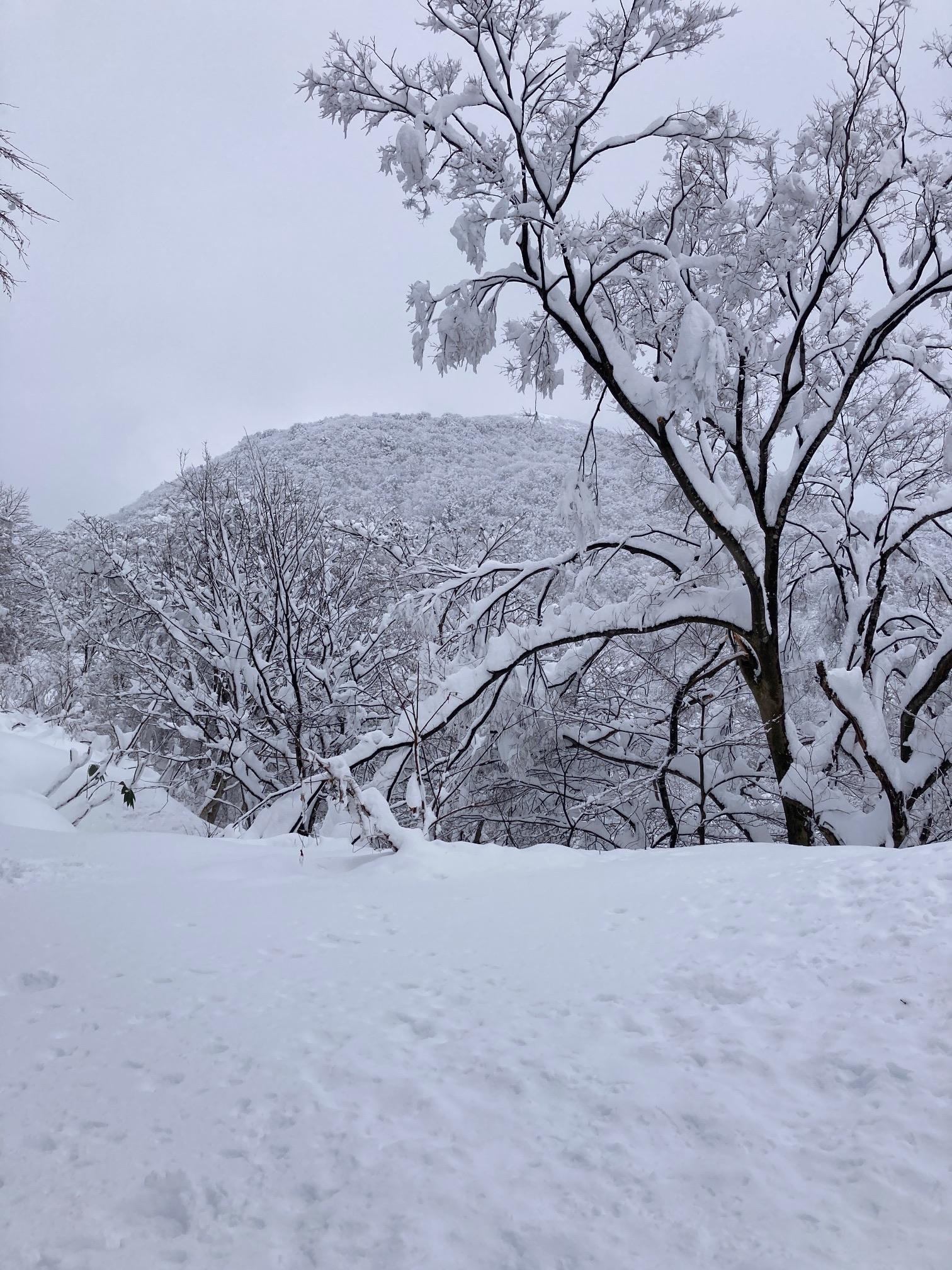 権現山 / はとさんの医王山・白兀山・箱屋谷山の活動データ YAMAP / ヤマップ