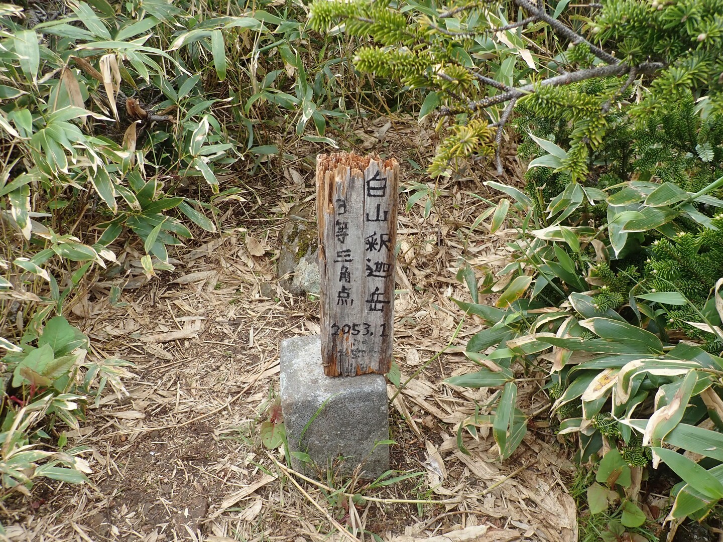 白山 七倉山-2023-06-10 / pさんの白山・別山・銚子ヶ峰の活動データ | YAMAP / ヤマップ
