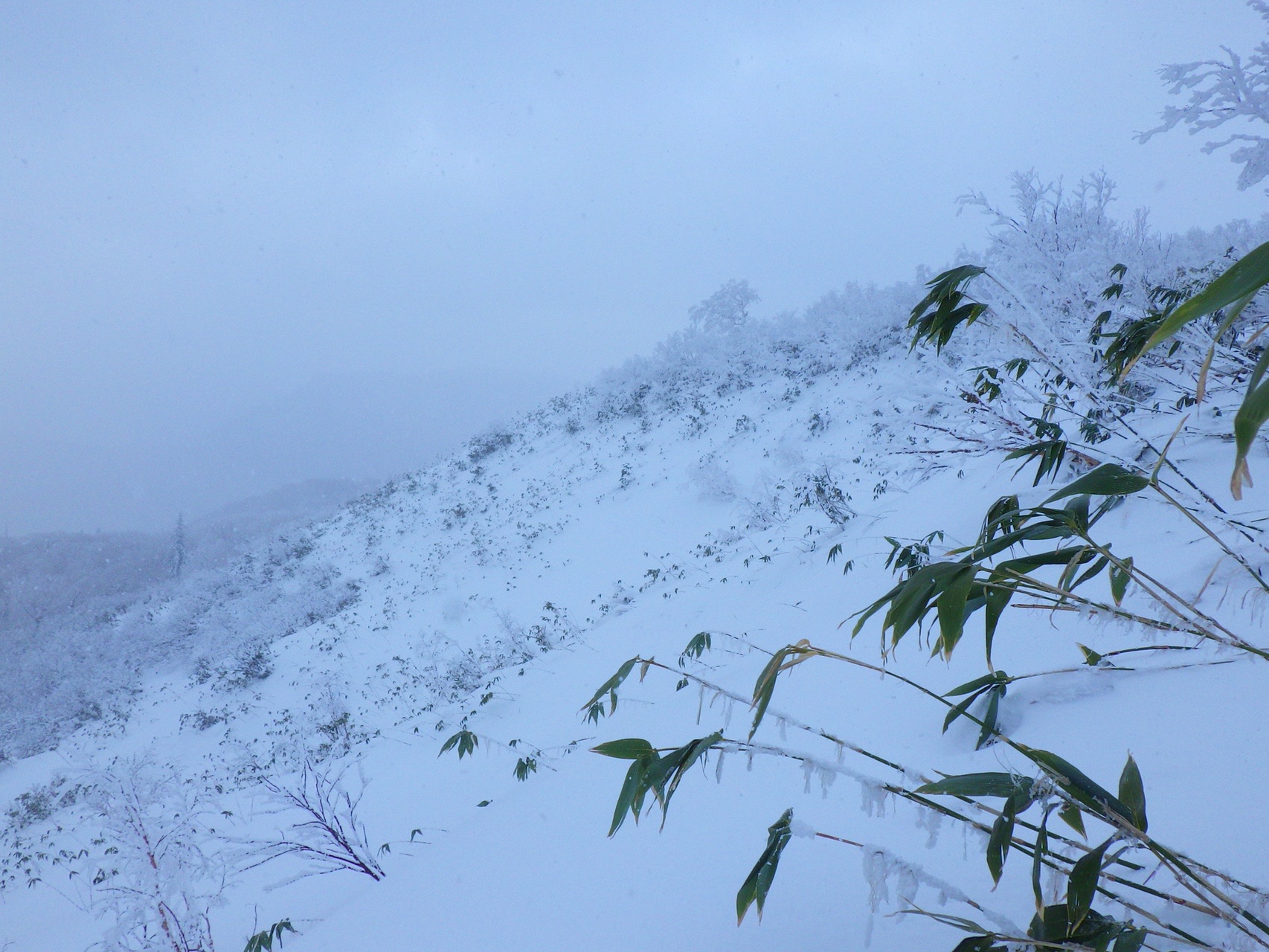 国際スキー場練習と裏山調査 Owliverさんの余市岳 定山渓天狗岳の活動日記 Yamap ヤマップ