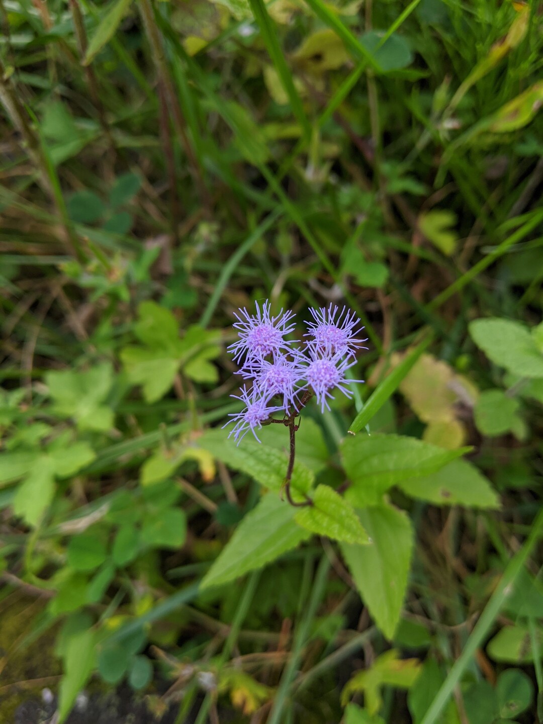 ちょろっと五色沼 猪苗代湖 09 22 磐梯山 雄国山 赤埴山の写真1枚目 青色フジバカマ Yamap ヤマップ