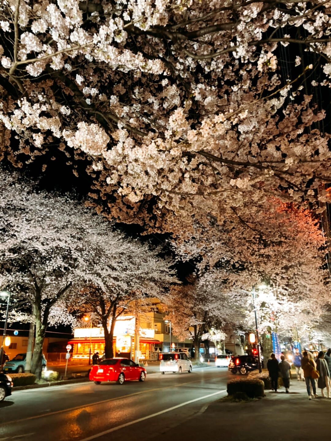 夜の鹿沼市さつき通りの桜並木と千手山公園 Setsukohipさんのモーメント Yamap ヤマップ