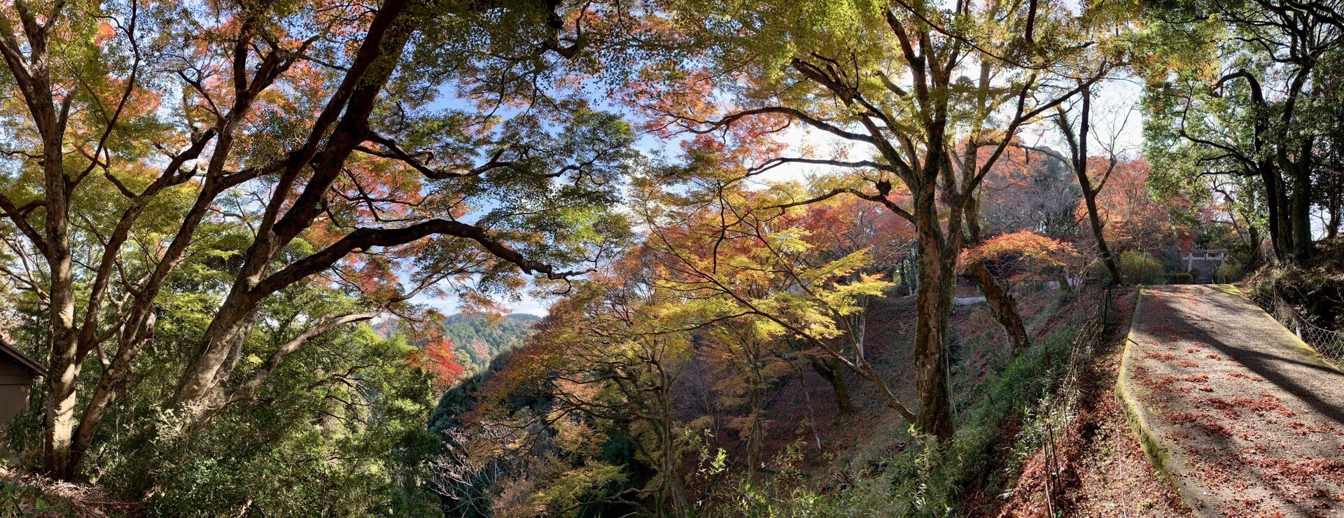最後の紅葉 笠置山 笠置山の写真38枚目 もみじ公園まで戻ってきました Yamap ヤマップ