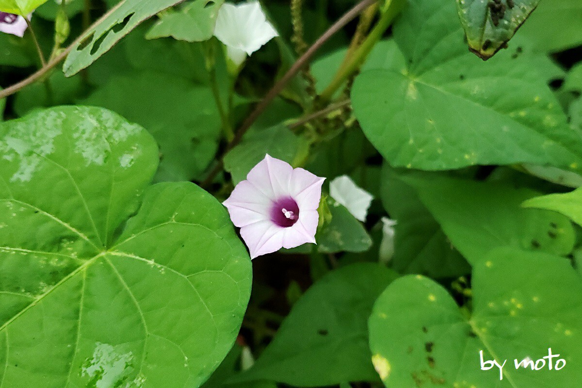 ベニバナマメアサガオ 紅花豆朝顔 ヒルガ Motoさんのモーメント Yamap ヤマップ