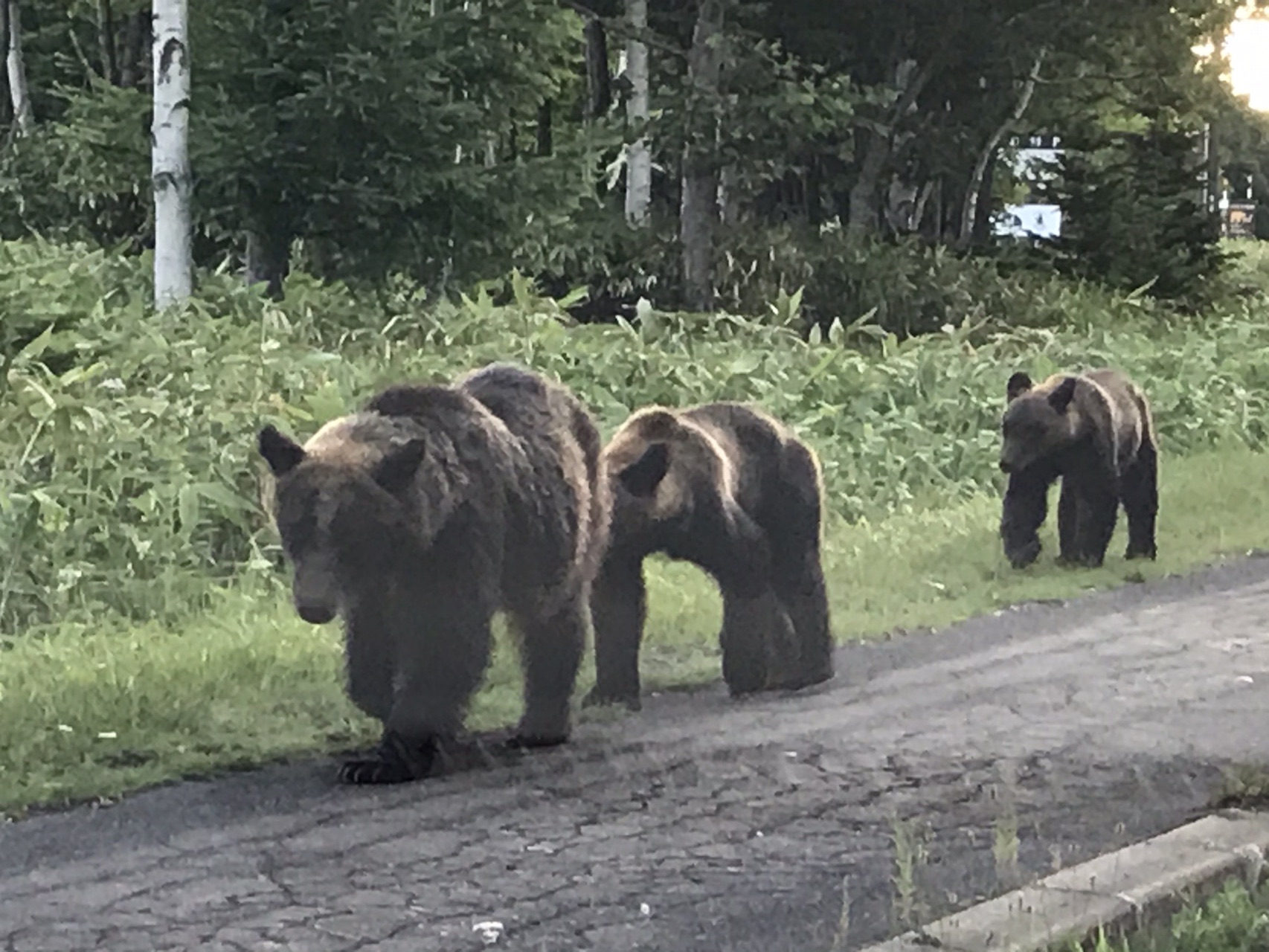Goto知床三山 Day2 ヒグマに遭遇 羅臼岳 やまぶーさんの羅臼岳 硫黄山 知床 羅臼湖の活動日記 Yamap ヤマップ
