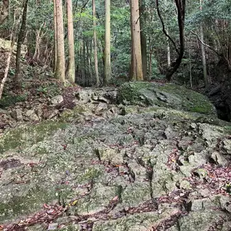 大陸系と日本系の植物が混生する独特な白嶽の森は国の天然記念物🌳
ワクワク☺️