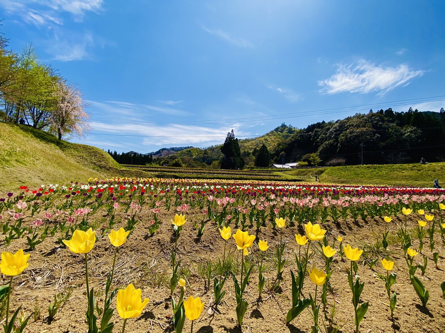 チューリップ畑でちゅー 大分県佐伯市 Hinatenさんのモーメント Yamap ヤマップ