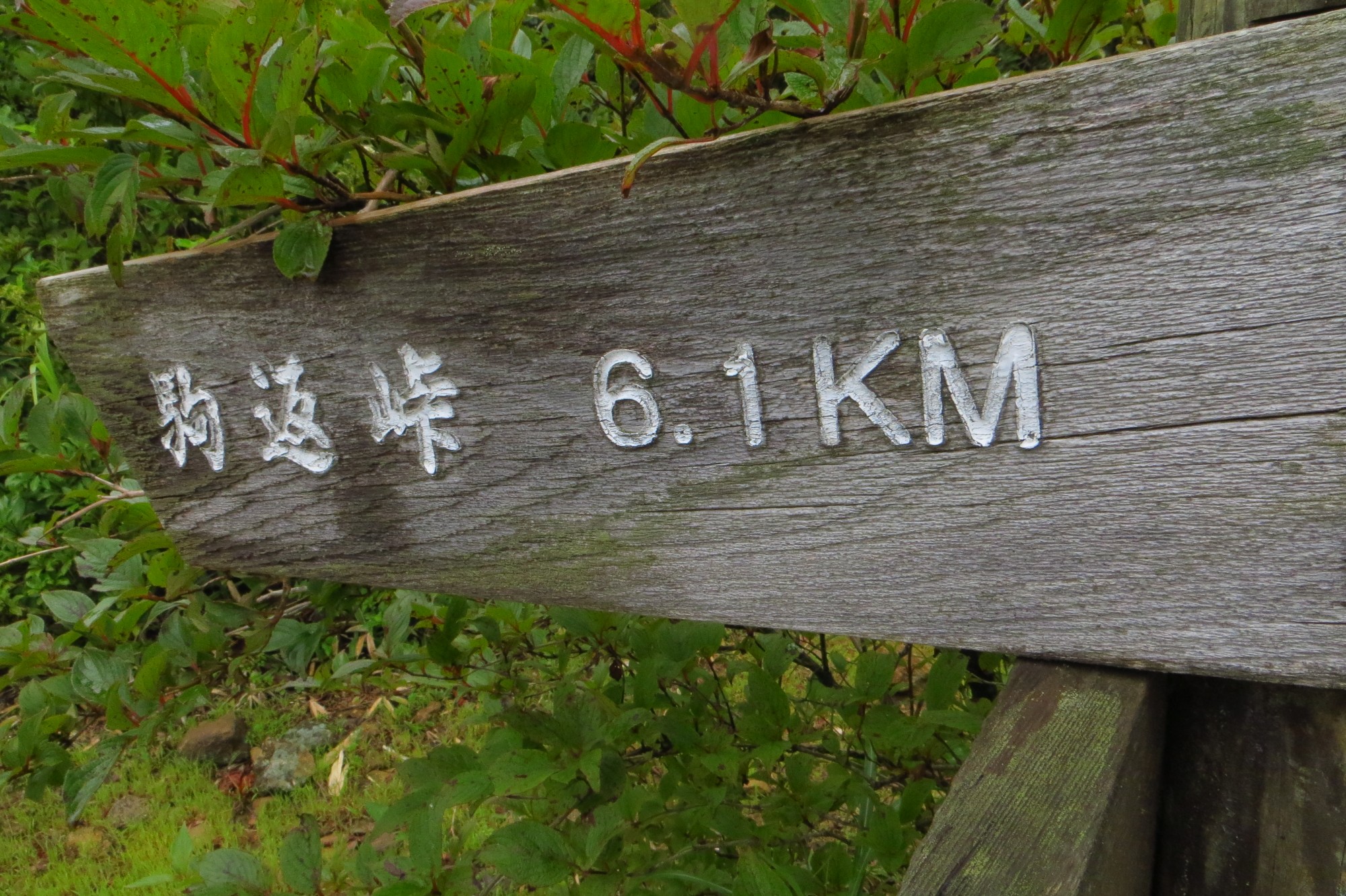 地蔵峠 駒返峠 キノコ いっぱい 19 08 31 Iwa Yasさんの俵山 冠ヶ岳 清栄山の活動日記 Yamap ヤマップ
