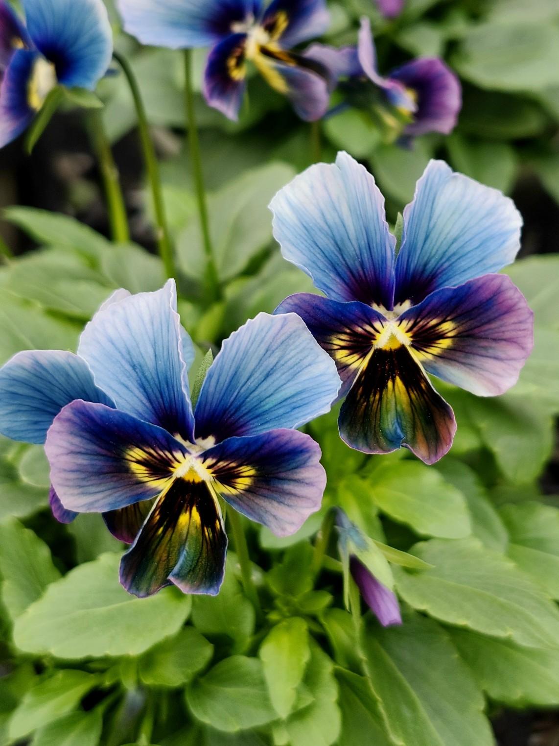 昨年の｢すみれ図鑑｣に続き｢パルプンテ｣ / きまぐれ坊やさんの