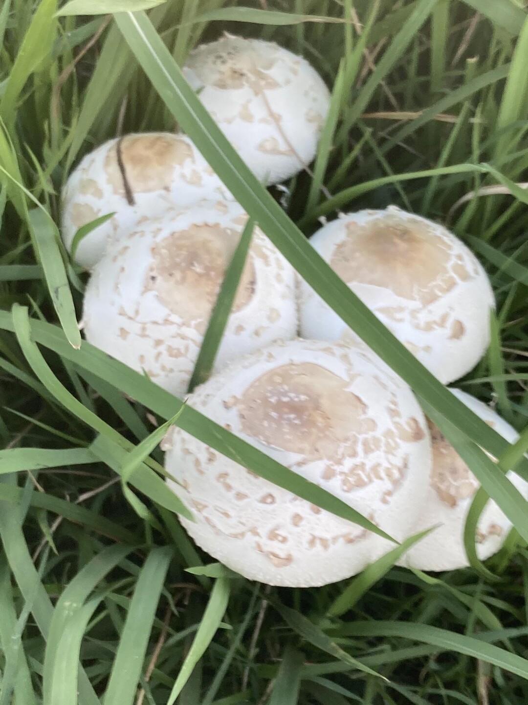 いつもの散歩道 キノコ🍄が沢山出ていま... / ローヤさんのモーメント YAMAP / ヤマップ