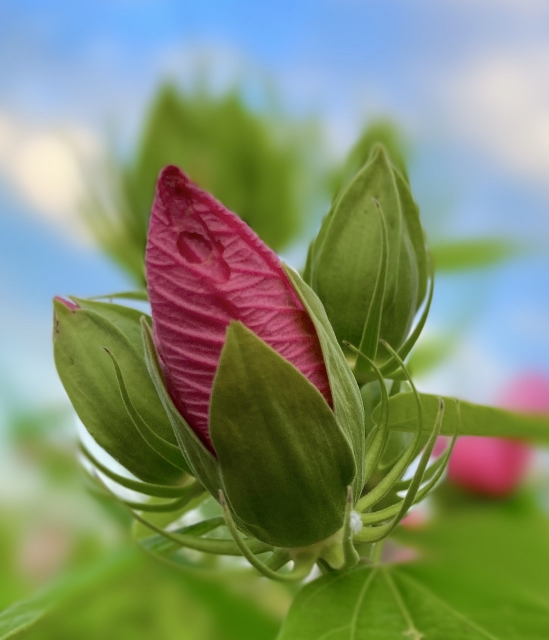 今朝の散歩 花と虫 ほおずきが赤 サクラさんのモーメント Yamap ヤマップ