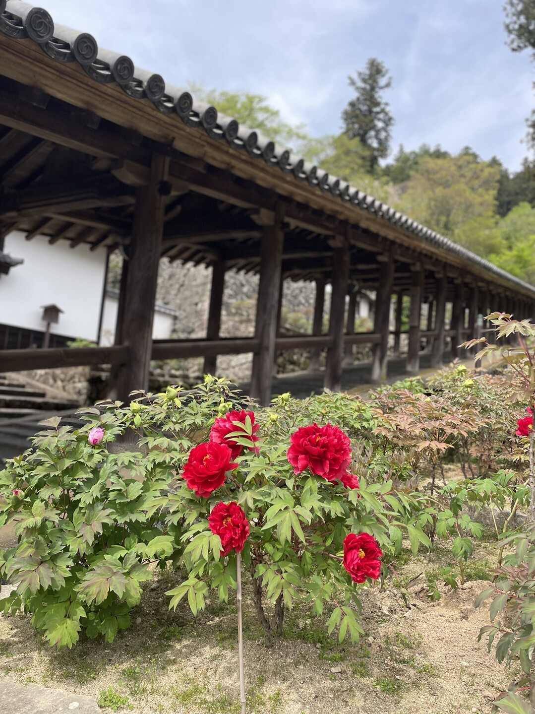 奈良県 長谷寺の牡丹 少し早かったようで おりぶさんのモーメント Yamap ヤマップ