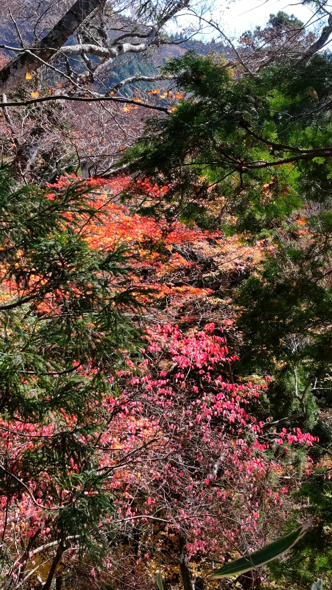 紅葉 の金剛山 ももみかさんの金剛山 二上山 大和葛城山の活動データ Yamap ヤマップ