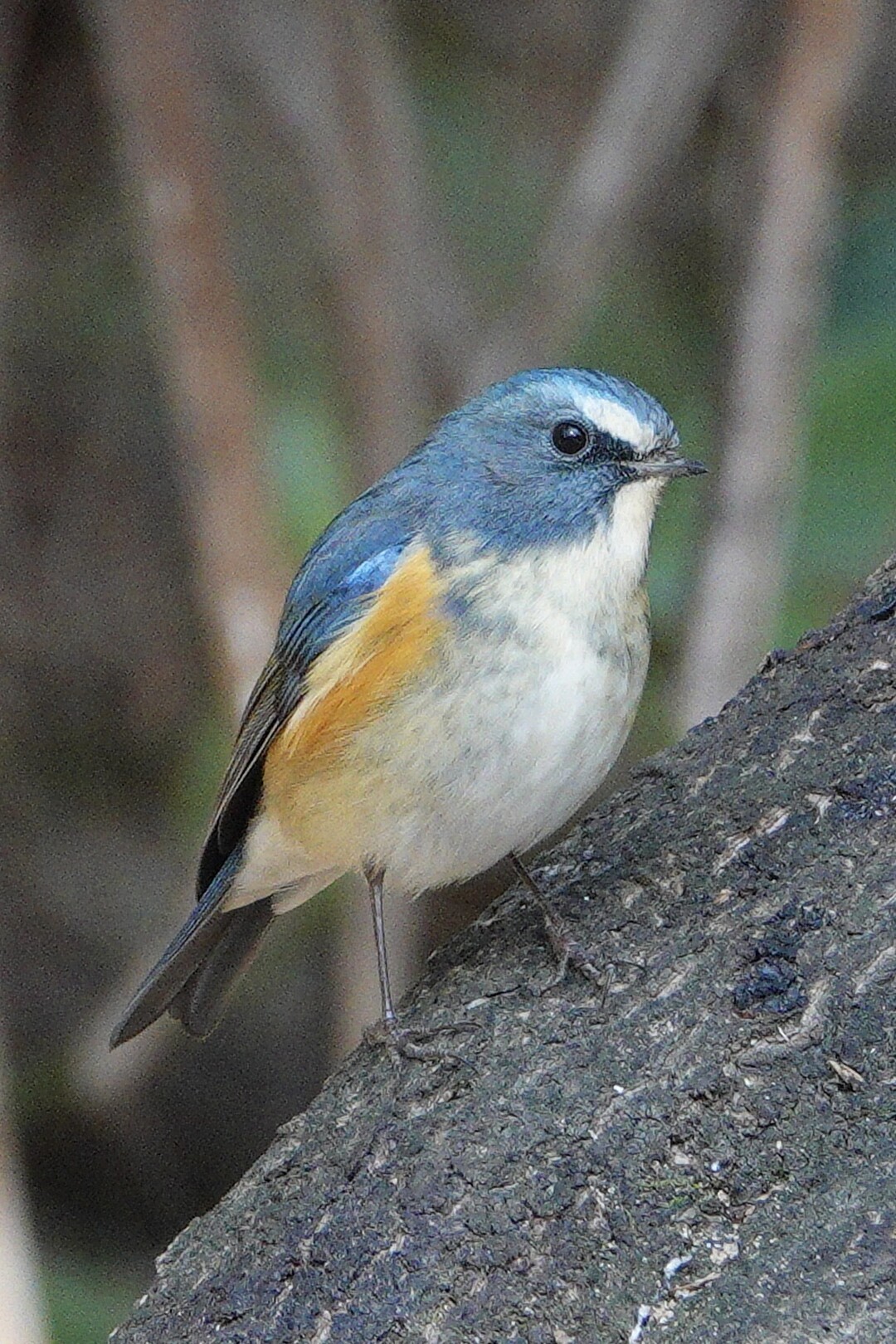 Torip 22 2 2ルリビタキオ Fumiさんのモーメント Yamap ヤマップ