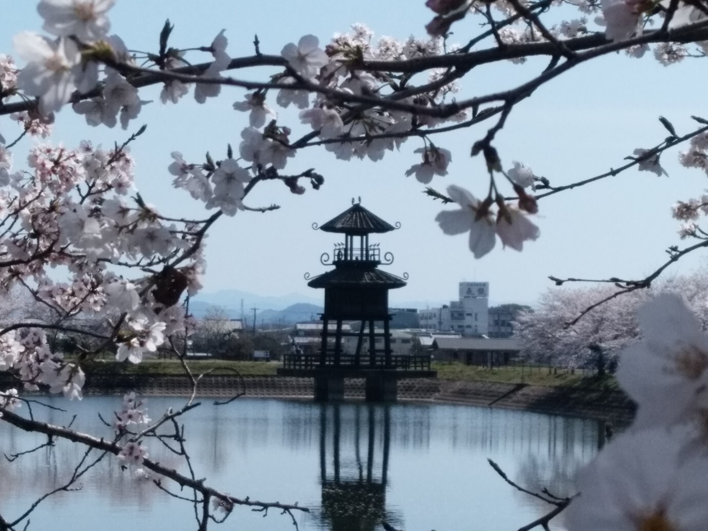 桜満開 の唐古 鍵遺跡史跡公園へ 今 ノリさんのモーメント Yamap ヤマップ