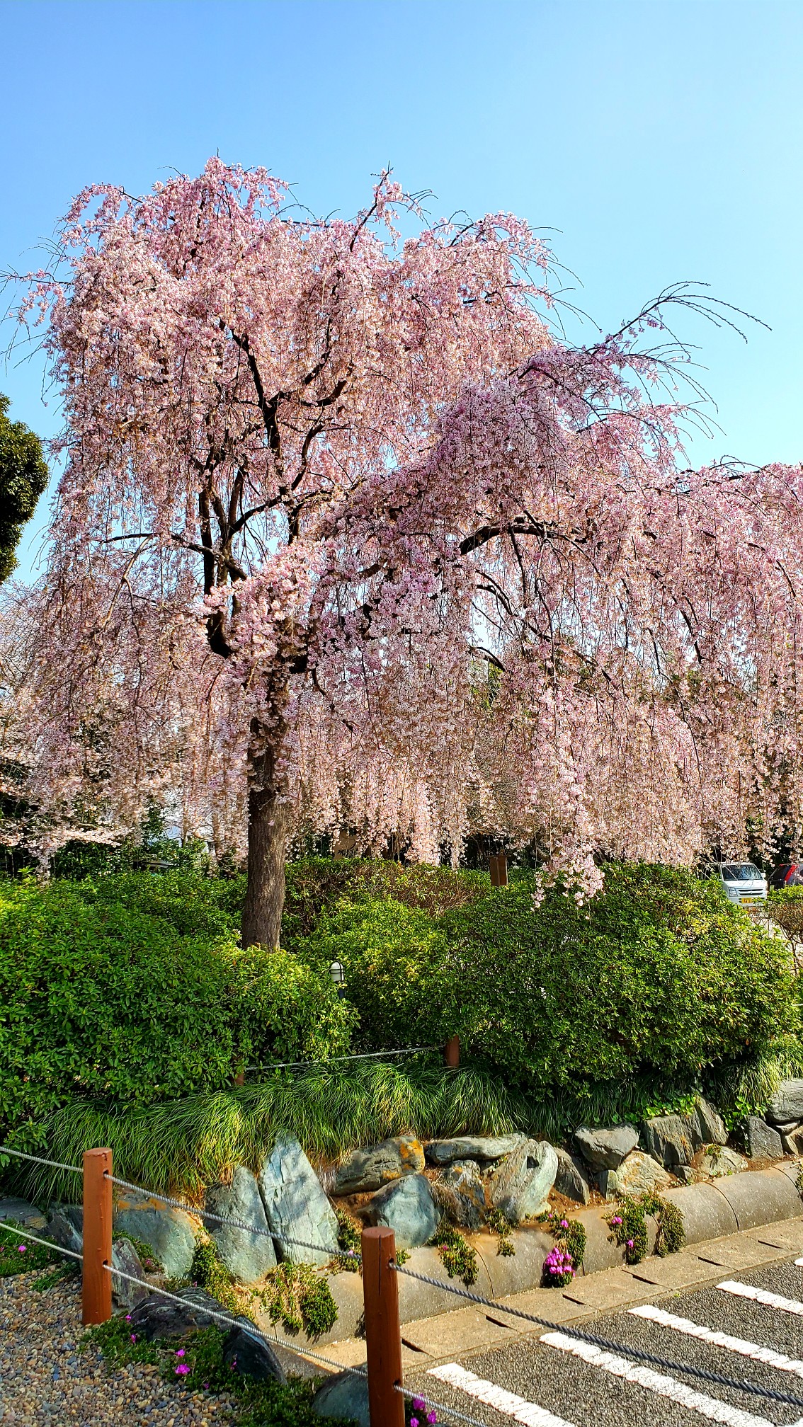 野田市 清水公園 櫻木神社 お花見ウォーキング Ajtdmさんの松伏町の活動データ Yamap ヤマップ