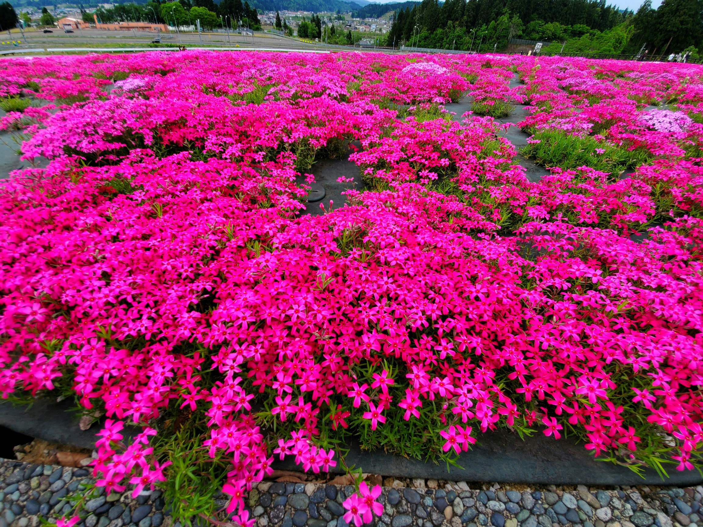 魚沼芝桜まつり 花と緑と雪の里公園 に行 こんじいさんのモーメント Yamap ヤマップ