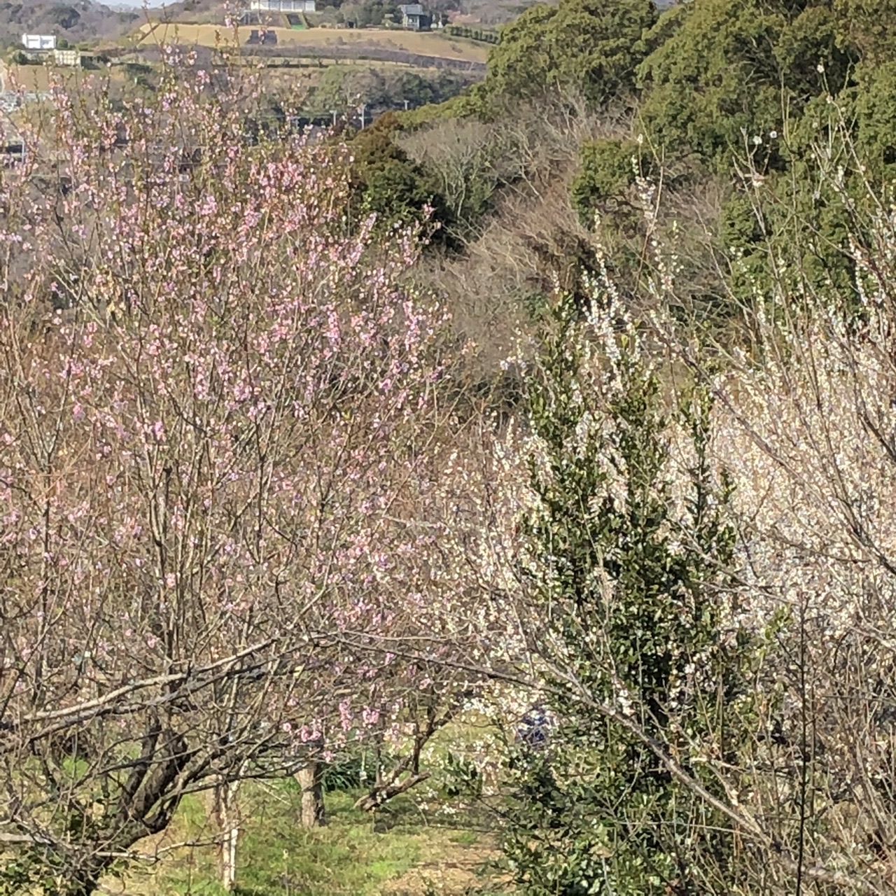 十二所果樹園の梅 衣張山 逗子市 鎌倉市 03 01 みゅさんの逗子市の活動データ Yamap ヤマップ