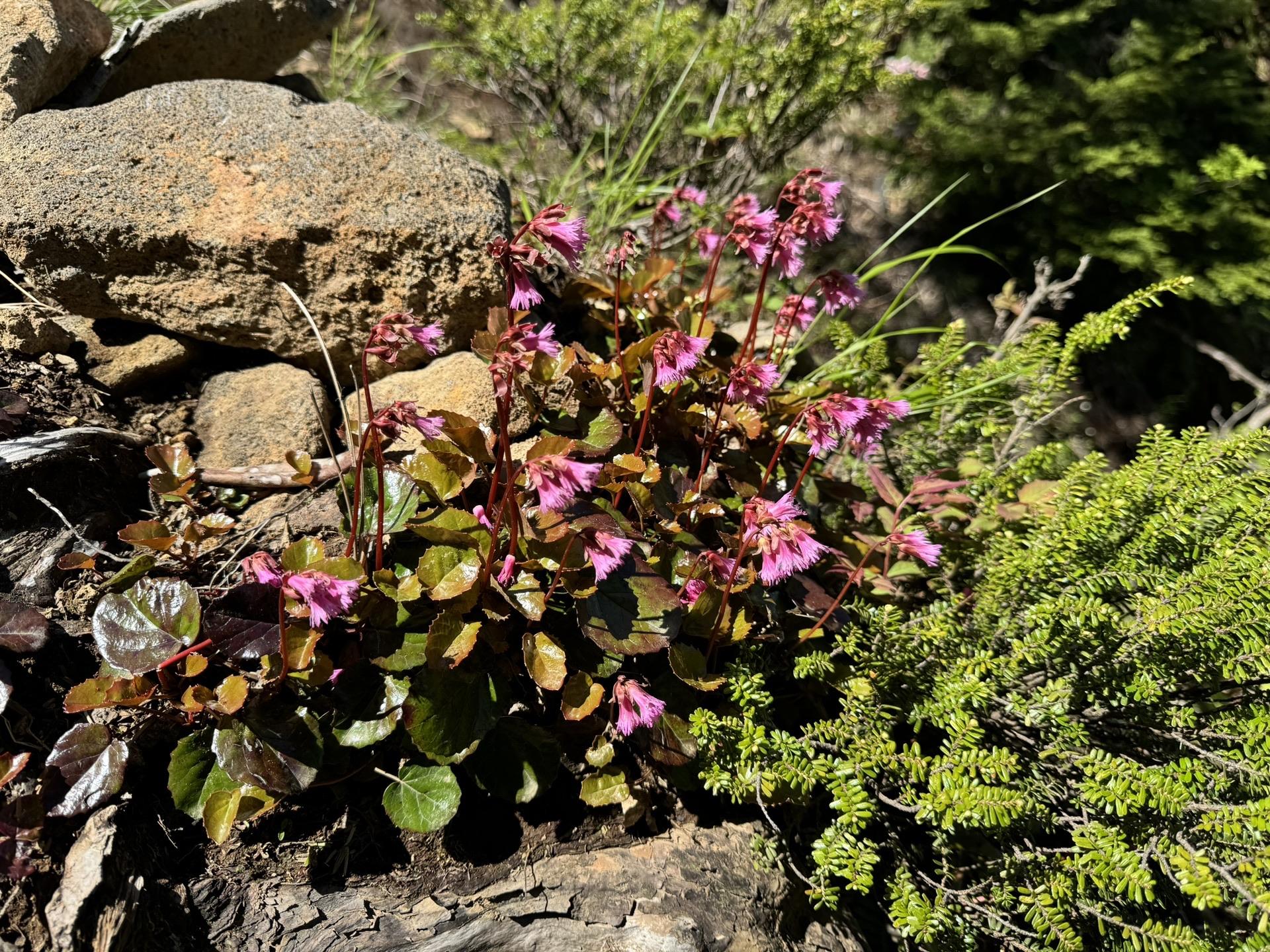 皇海山・袈裟丸山・庚申山 イワカガミ🌸