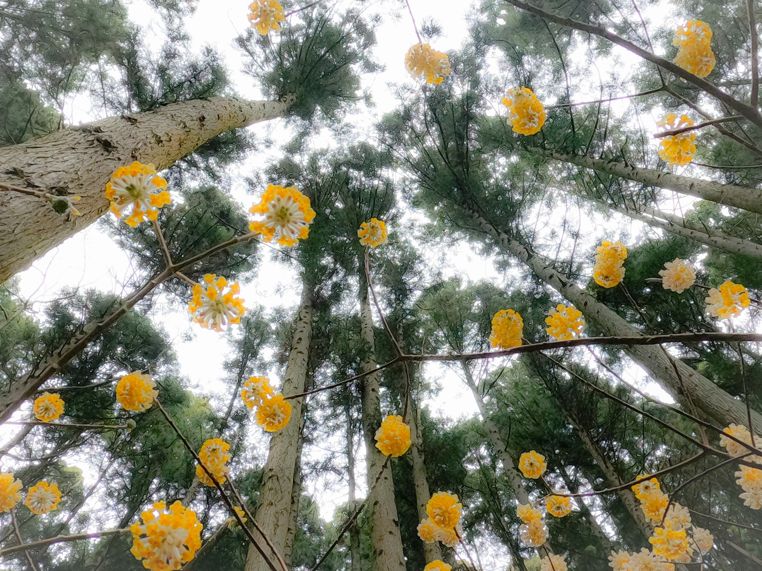 ウォーキング 21 03 30那須町花活 White Fox彡さんのウォーキングの活動データ Yamap ヤマップ