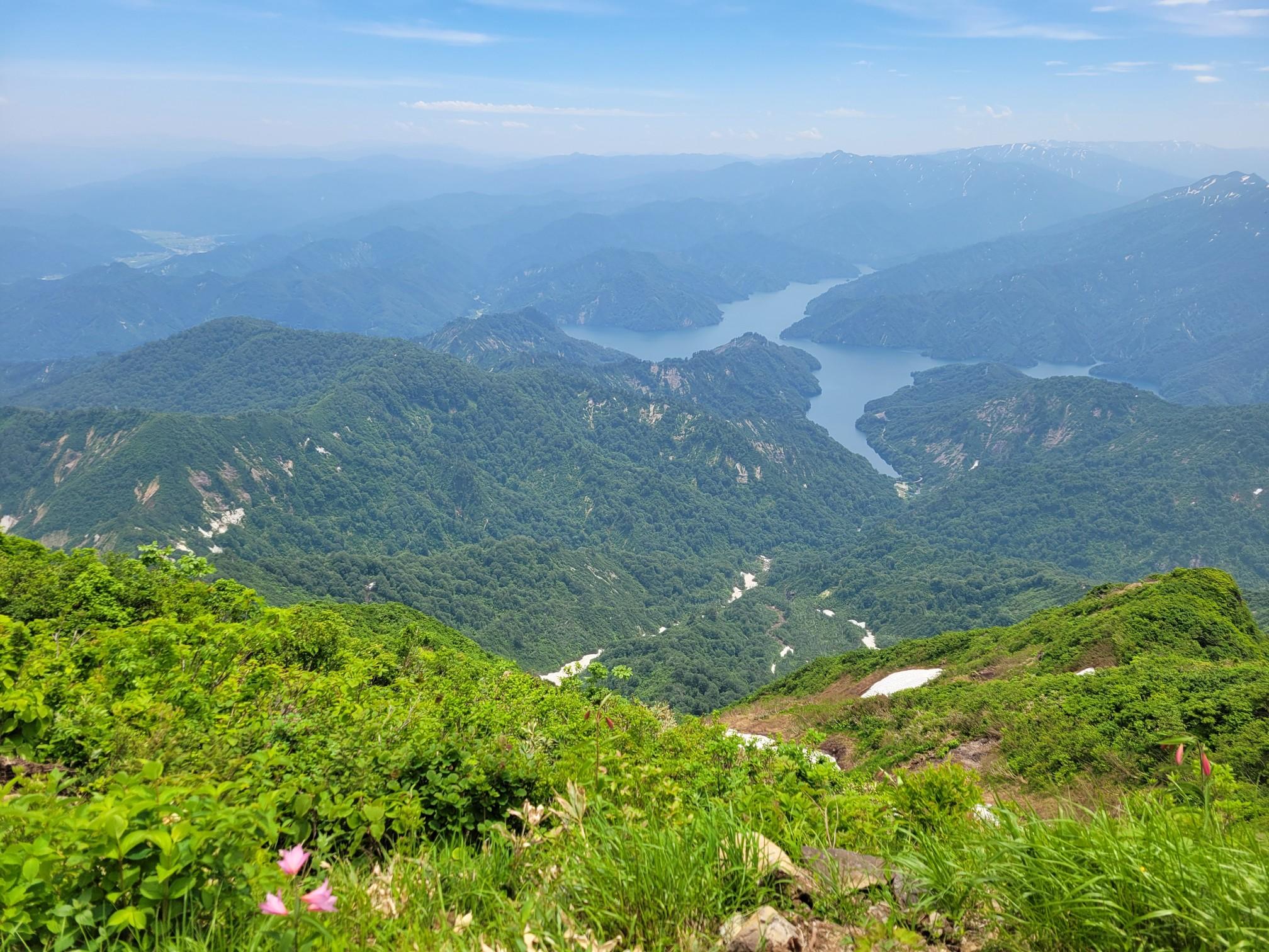 駒ヶ岳3本　浅葱斑1本 駒ヶ岳3本 浅葱斑1本