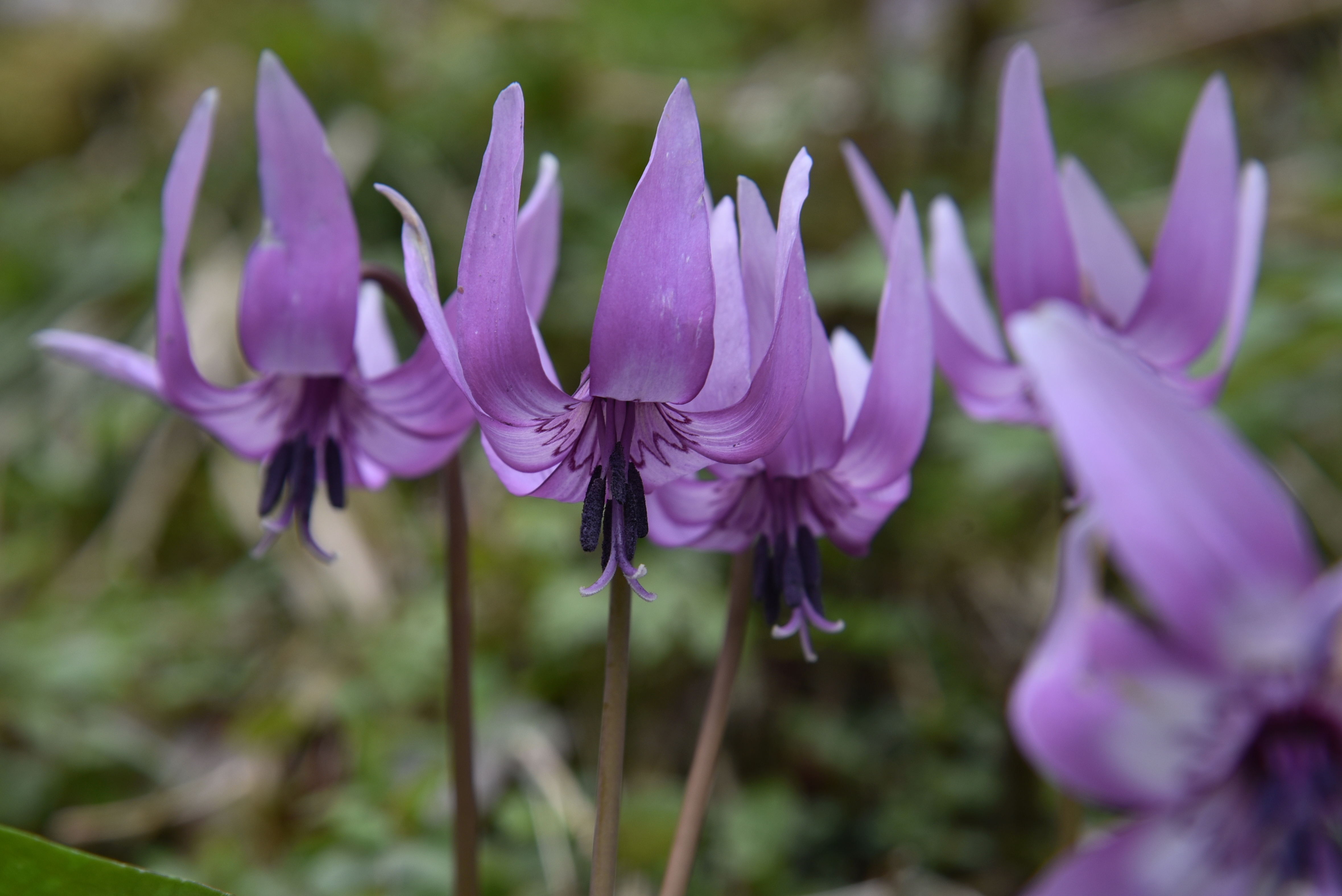 花散策 バンビライン 雨降り前にサクッとのつもりが 山道はカタクリまつりで大渋滞 Toshi0113さんの小鹿山の活動データ Yamap ヤマップ