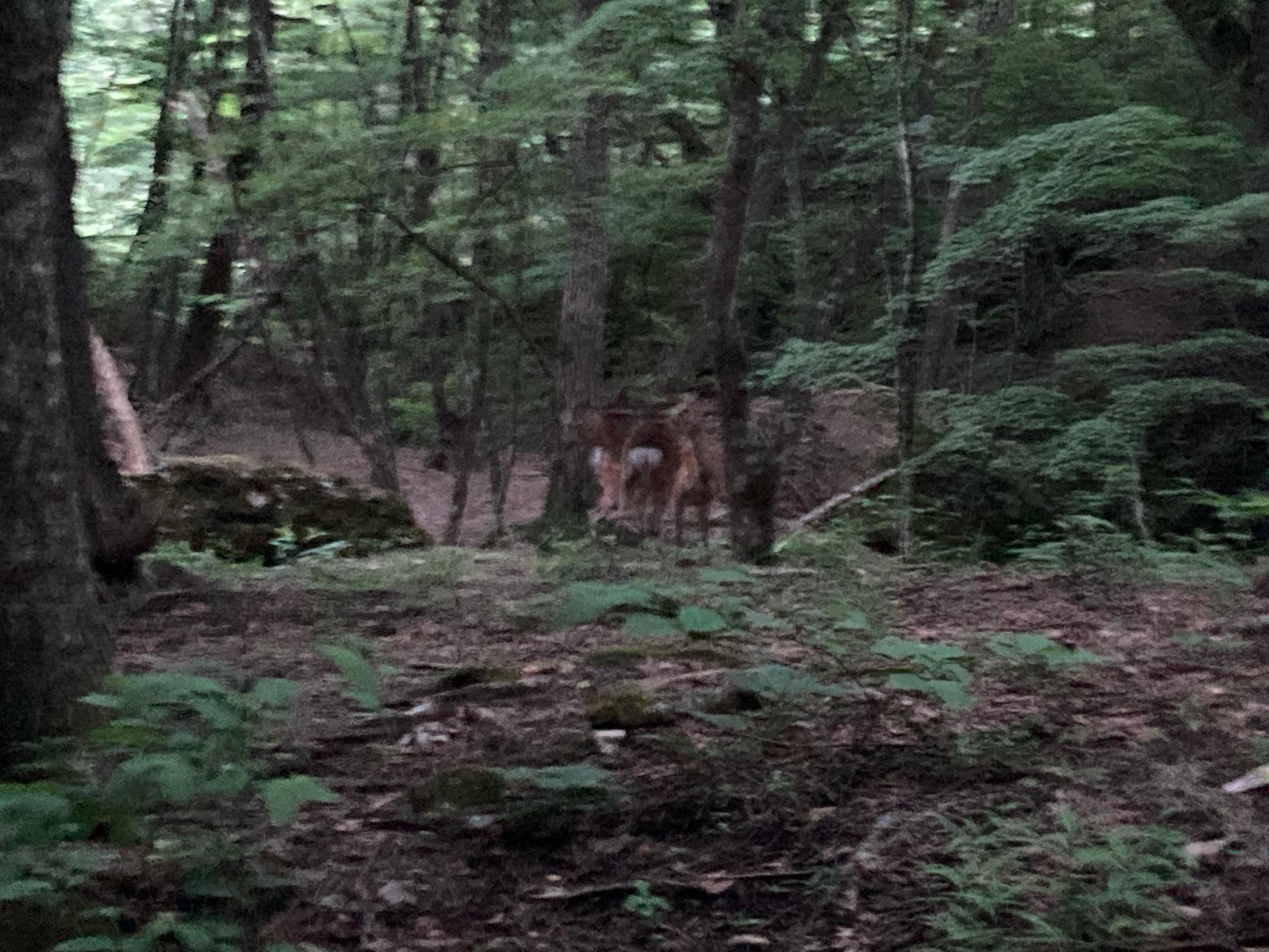 皇海山・袈裟丸山・庚申山 鹿3頭。一の鳥居まであと少し。