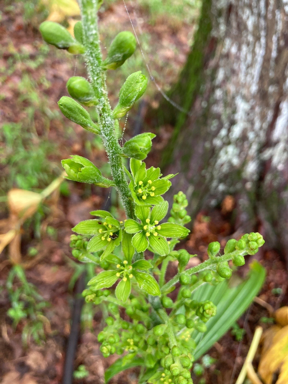 緑 ミヤマバイケイソウ 武甲山 みいみさんの武甲山 伊豆ヶ岳 小持山の活動データ Yamap ヤマップ