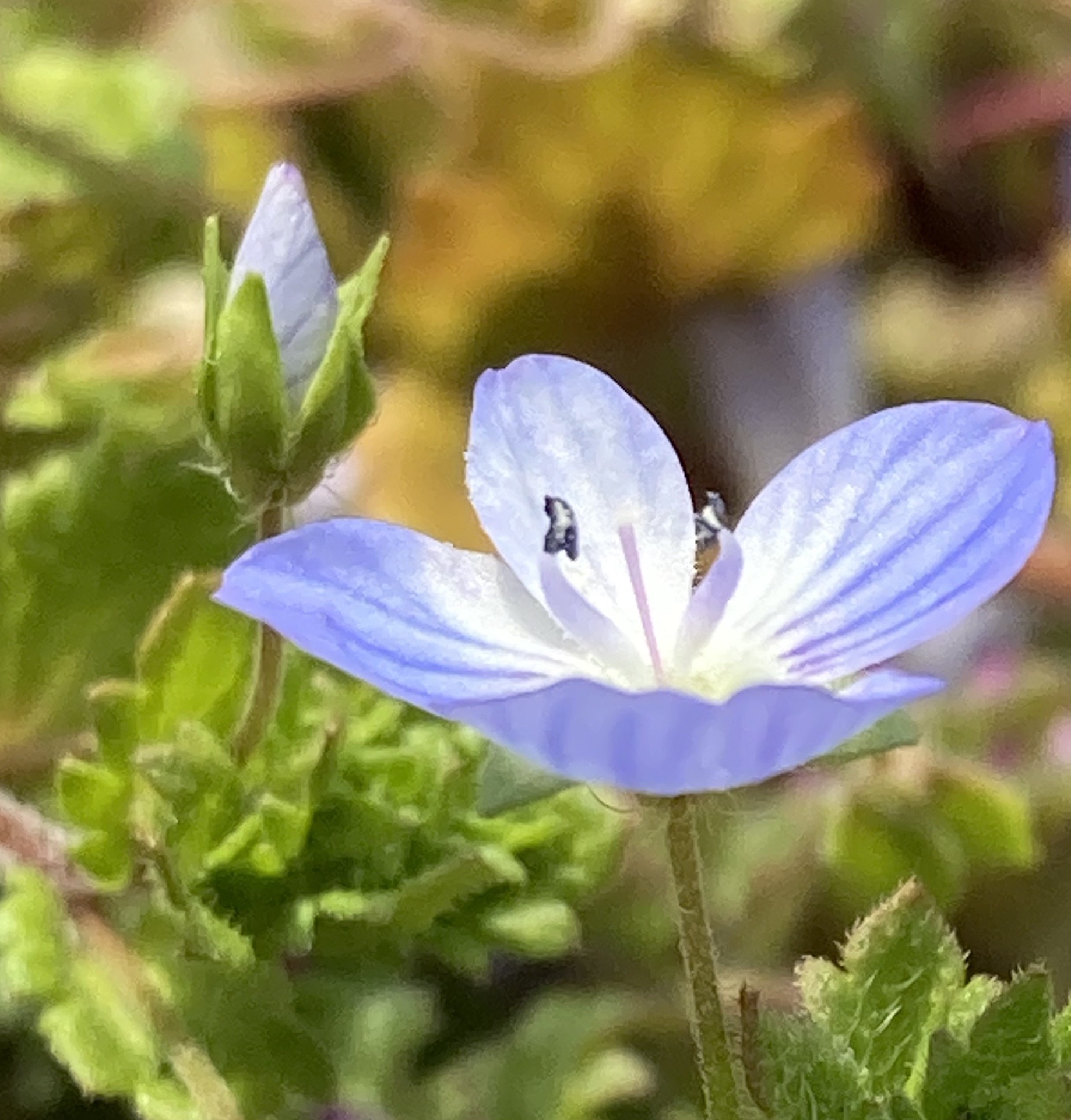 オオイヌノフグリ 春の日差しを浴びて Arisaさんのウォーキングの活動日記 Yamap ヤマップ