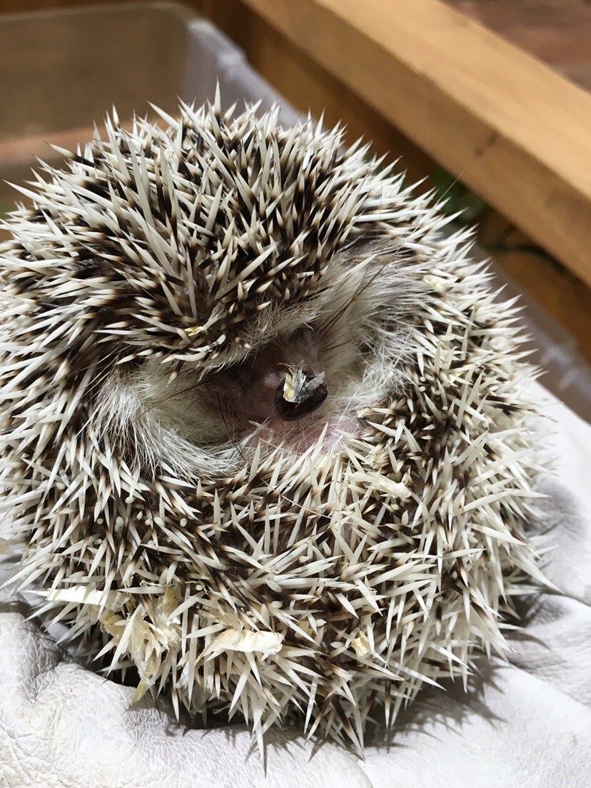 ボラボラのページ YAMAP / ヤマップ