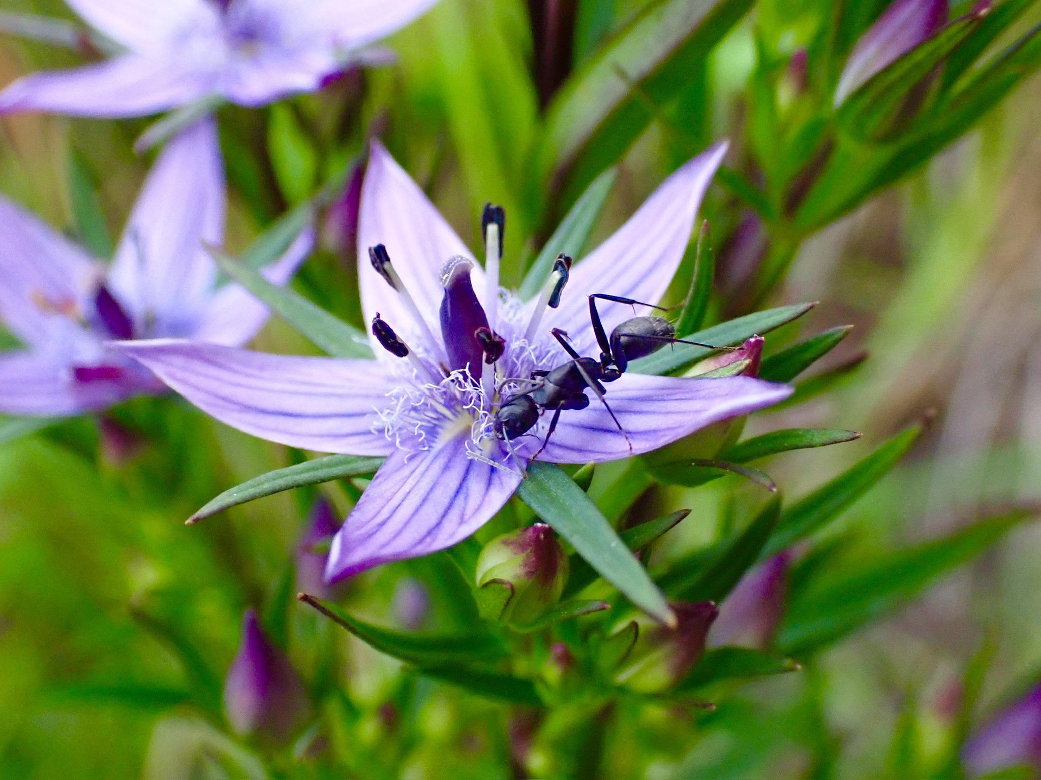ムラサキセンブリ苗木 ムラサキセンブリ - 野山の花たち 東北と