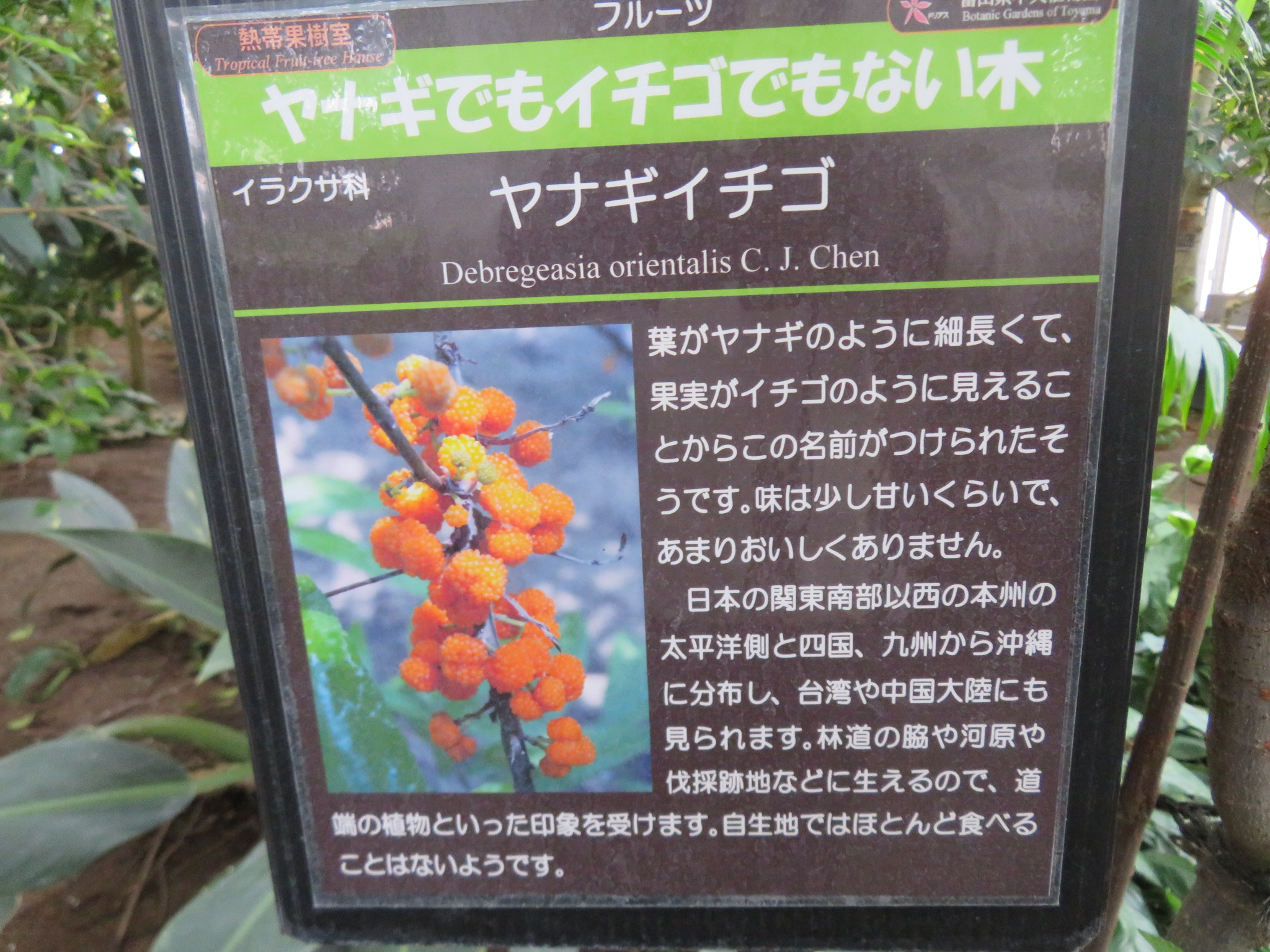 冬の植物観察 Manoさんの富山市の活動日記 Yamap ヤマップ