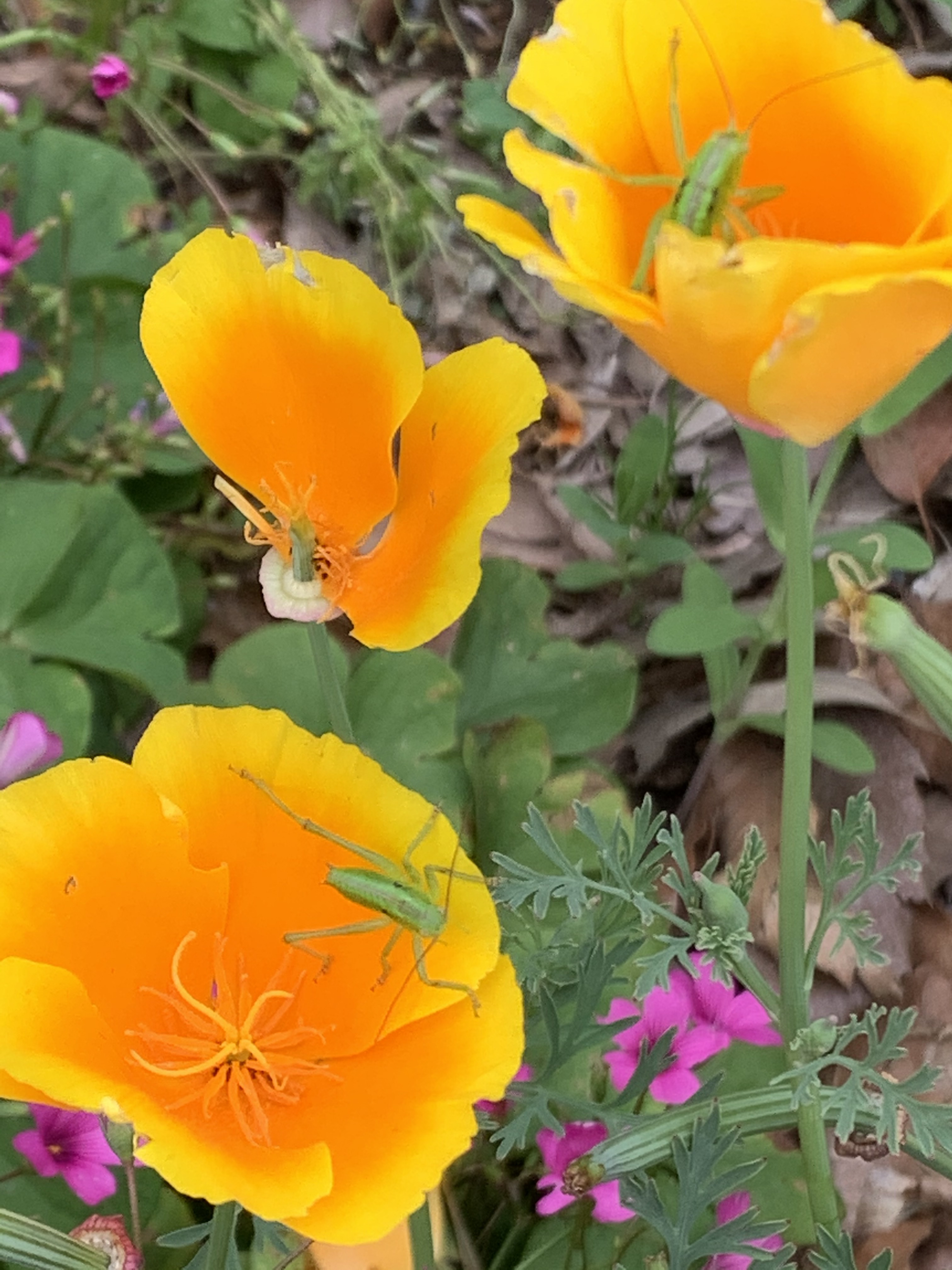 花レポ その７ リンダさんの大山の活動日記 Yamap ヤマップ