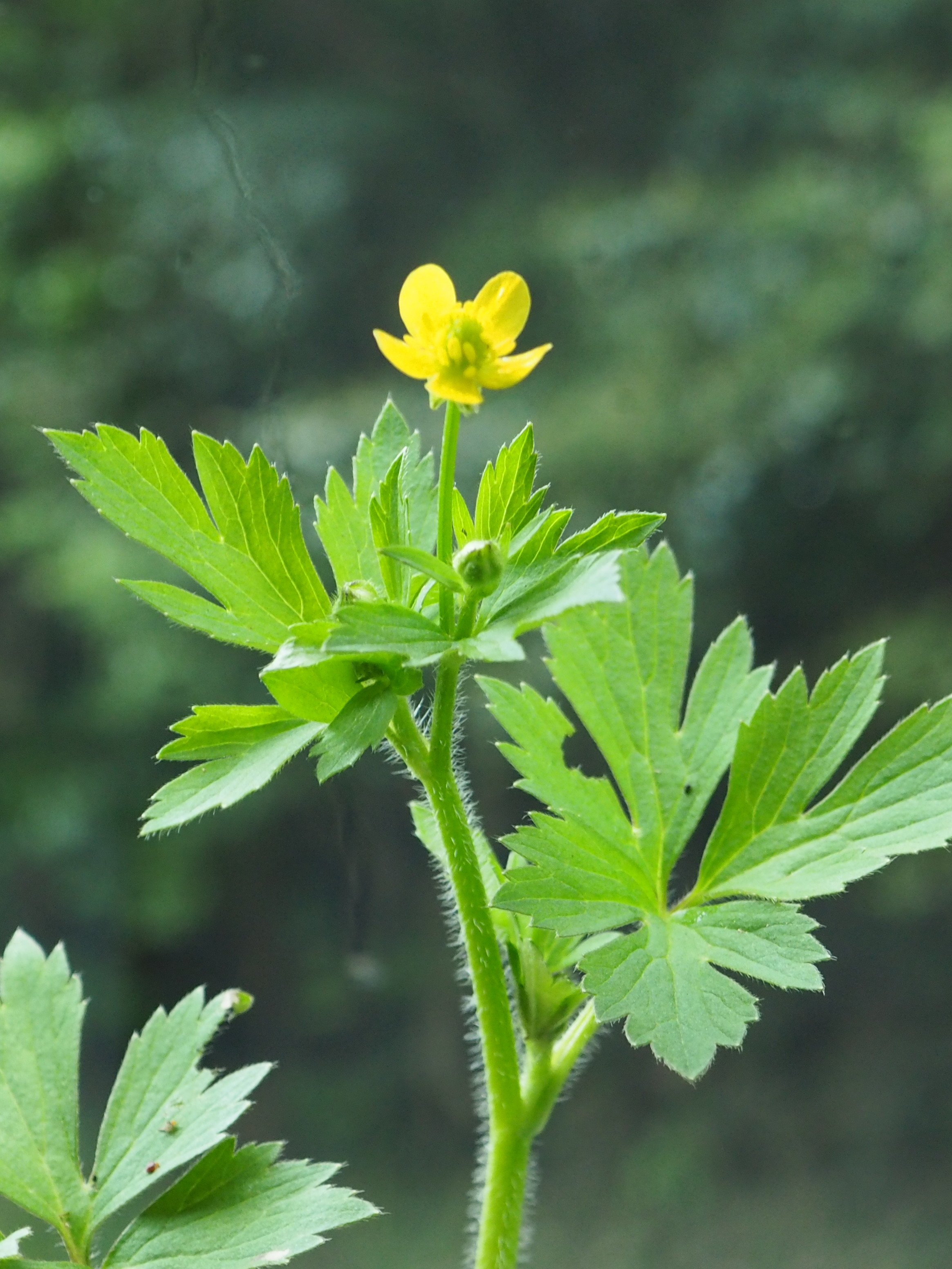 明星白金花歩き うらさんのハイキングの活動日記 Yamap ヤマップ